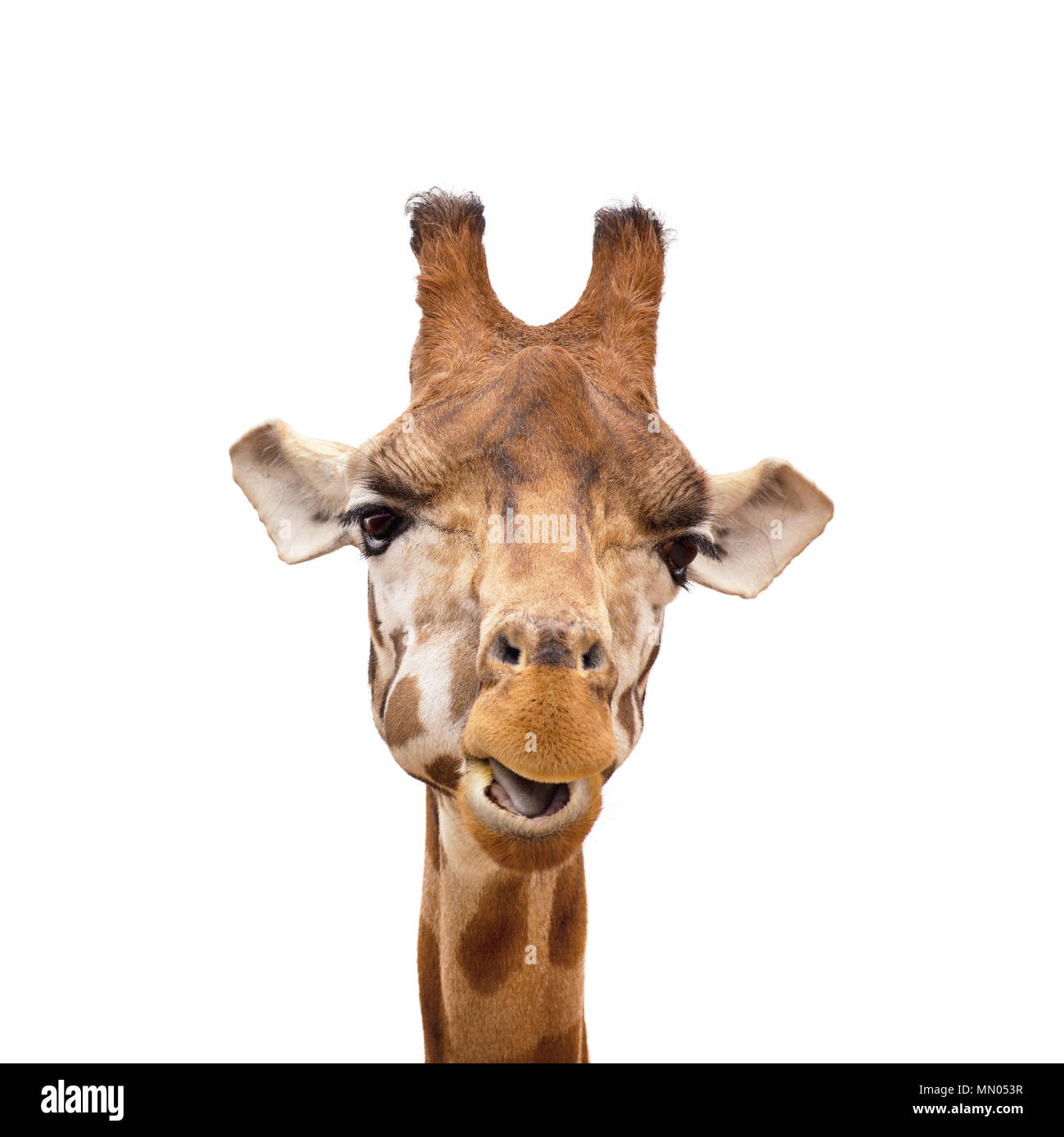 Comical giraffe,  Giraffa camelopardalis. Front on portrait isolated on white background. Stock Photo