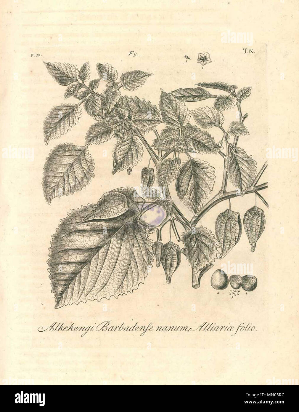 . English: Dillenius, J.J. (1732), Hortus Elthamensis plate 9, depicting Alkekengi Barbadense nanum, Alliariae folio, now know as Physalis pubescens L. Nederlands: Dillenius, J.J. (1732), Hortus Elthamensis plaat 9, met een afbeelding van Alkekengi Barbadense nanum, Alliariae folio, tegenwoordig bekend als Physalis pubescens L. Deutsch: Dillenius, J.J. (1732), Hortus Elthamensis Tafel 9, mit einer Darstellung von Alkekengi Barbadense nanum, Alliariae folio, jetzt bekannt als Physalis pubescens L. Français : Dillenius, J.J. (1732), Hortus Elthamensis lame 9, représentant Alkekengi Barbadense na Stock Photo