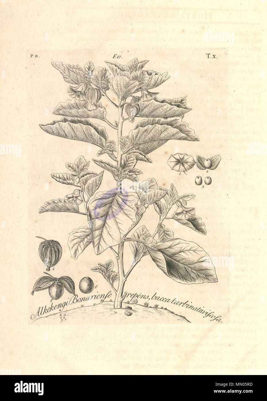 . English: Dillenius, J.J. (1732), Hortus Elthamensis plate 9, depicting Alkekengi Bonariense repens, bacca turbinataviscosa, the Grape-Groundcherry, now know as Physalis viscosa L. Nederlands: Dillenius, J.J. (1732), Hortus Elthamensis plaat 9, met een afbeelding van Alkekengi Bonariense repens, bacca turbinataviscosa, tegenwoordig bekend als Physalis viscosa L. Deutsch: Dillenius, J.J. (1732), Hortus Elthamensis Tafel 9, mit einer Darstellung von Alkekengi Bonariense repens, bacca turbinataviscosa, jetzt bekannt als Physalis viscosa L. Français : Dillenius, J.J. (1732), Hortus Elthamensis la Stock Photo