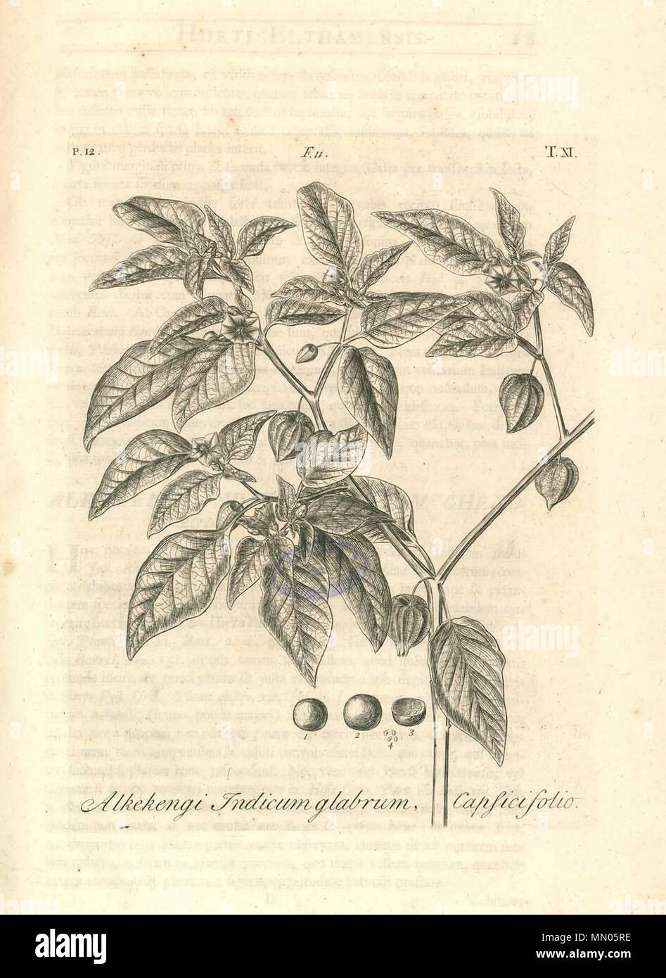 . English: Dillenius, J.J. (1732), Hortus Elthamensis plate 9, depicting Alkekengi Indicum glabrum, Capsicifolio, now know as Physalis angulata L. Nederlands: Dillenius, J.J. (1732), Hortus Elthamensis plaat 9, met een afbeelding van Alkekengi Indicum glabrum, Capsicifolio, nu bekend als Physalis angulata L. Deutsch: Dillenius, J.J. (1732), Hortus Elthamensis Tafel 9, mit einer Darstellung von Alkekengi Indicum glabrum, Capsicifolio, jetzt bekannt als Physalis angulata L. Français : Dillenius, J.J. (1732), Hortus Elthamensis lame 9, représentant Alkekengi Indicum glabrum, Capsicifolio, à prése Stock Photo