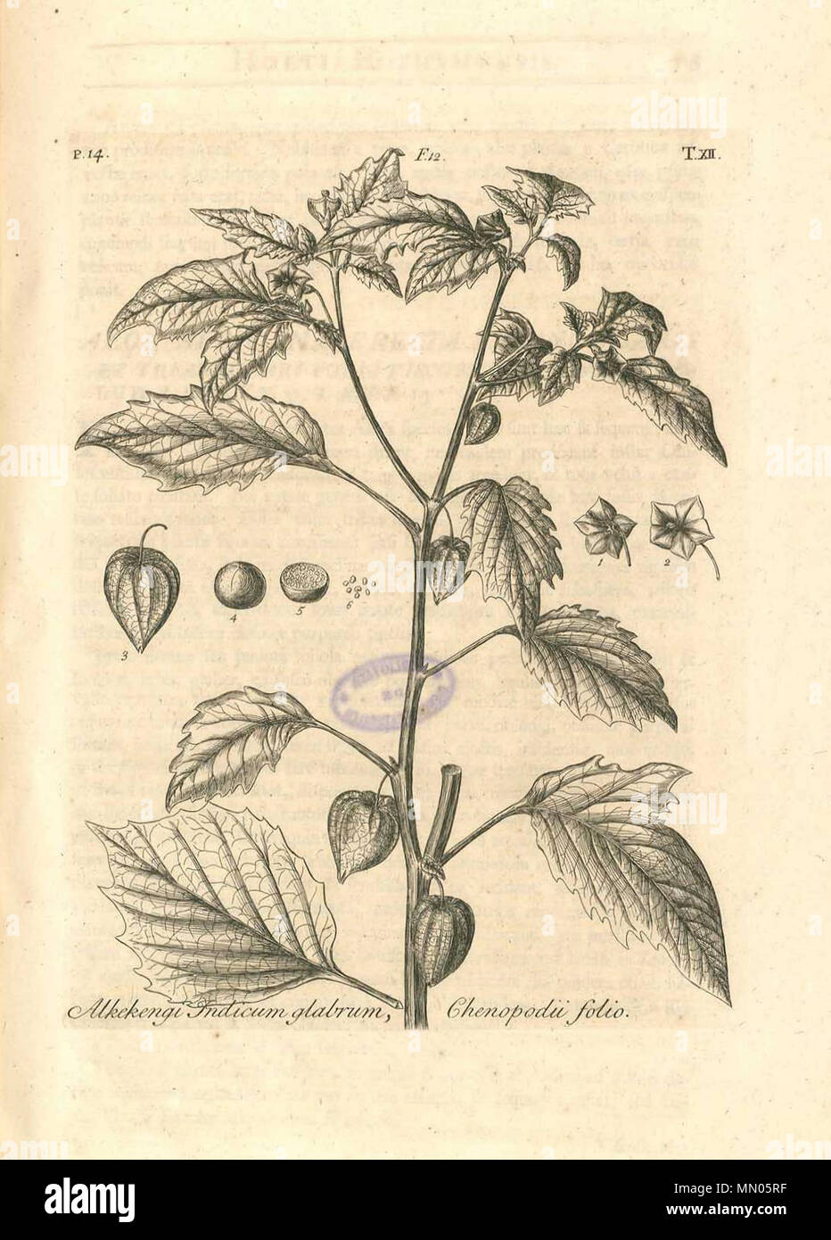 . English: Dillenius, J.J. (1732), Hortus Elthamensis plate 12, depicting Alkekengi Indicum glabrum, Chenopodii folio, now know as Physalis angulata L. Nederlands: Dillenius, J.J. (1732), Hortus Elthamensis plaat 12, met een afbeelding van Alkekengi Indicum glabrum, Chenopodii folio, tegenwoordig bekend als Physalis angulata L. Deutsch: Dillenius, J.J. (1732), Hortus Elthamensis Tafel 12, mit einer Darstellung von Alkekengi Indicum glabrum, Chenopodii folio, jetzt bekannt als Physalis angulata L. Français : Dillenius, J.J. (1732), Hortus Elthamensis lame 12, représentant Alkekengi Indicum glab Stock Photo