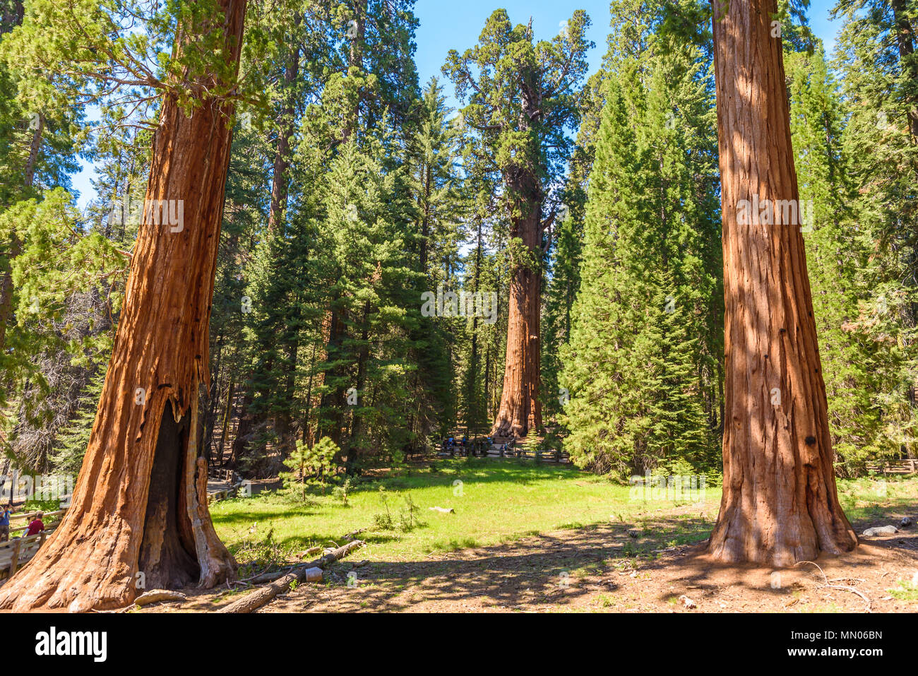 General Sherman Tree the largest tree on Earth, Giant Sequoia Trees