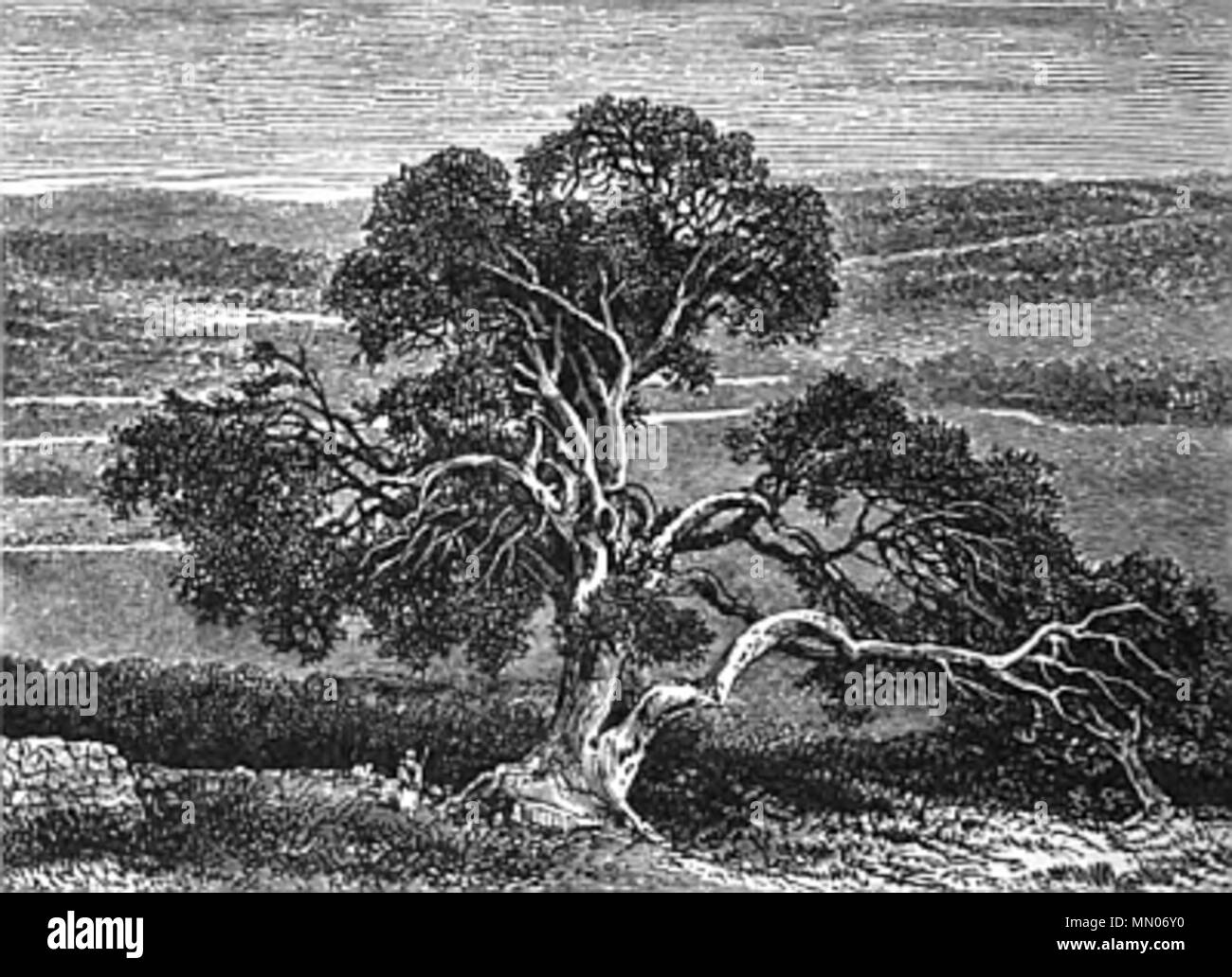 . English: Abraham’s Oak. An oak tree in the vale of Mamre, Chanaan (Quercus pseudo-coccifera), alleged to be the one near which Abraham camped on several occasions, and which is probably the one referred to by Josephus in Jewish Antiquities. Numerous legends have been associated with it.  . 1880. Rev Richard Newton, D.D (1813-1887) Abrahams Oak, 1880 Stock Photo