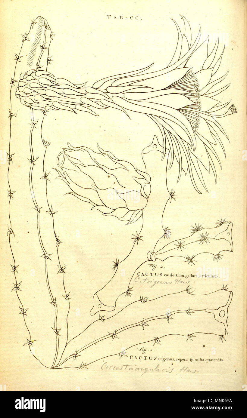 . Hylocereus triangularis  . 1693. Charles Plumier Hylocereus triangularis Plumier. 200. 1693. Stock Photo