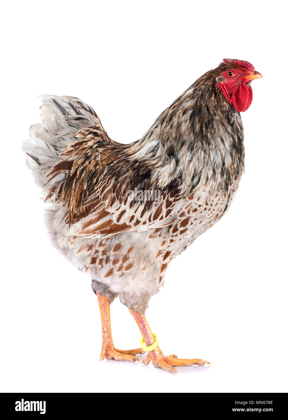 Blue laced wyandotte hi-res stock photography and images - Alamy