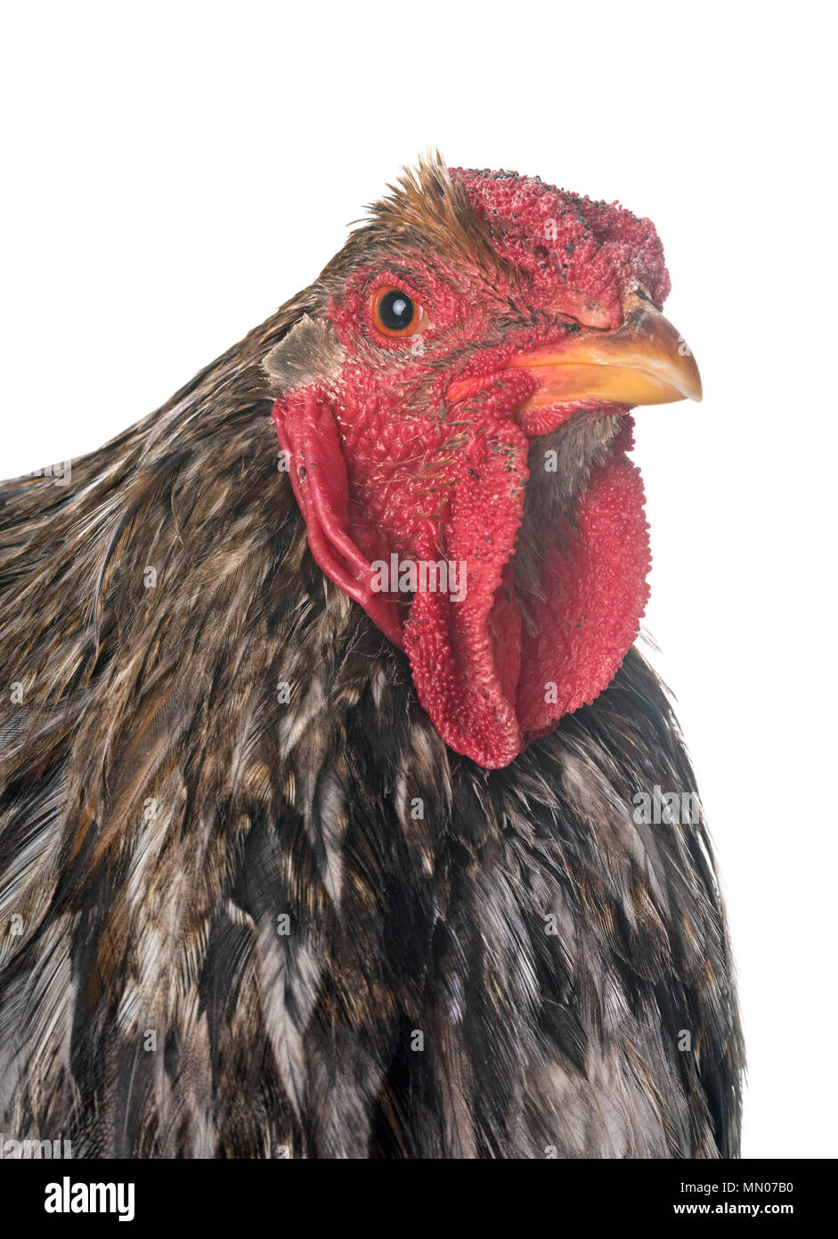 blue-laced Wyandotte chicken in front of white background Stock Photo