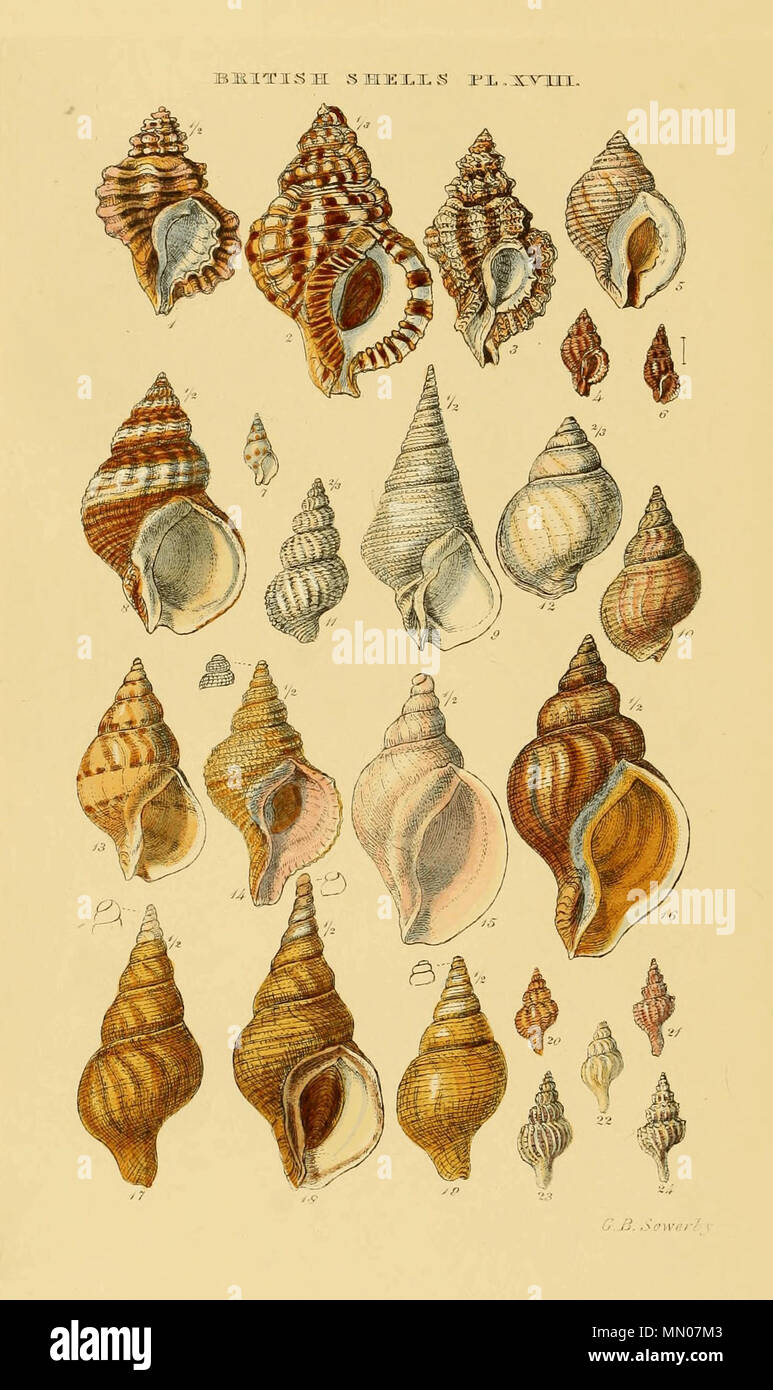. English: Illustrated Index of British Shells. Plate XVIII. Fig. Name in text Accepted name (2013) 1 Triton cutaceus Linnaeus Cabestana cutacea 2 Triton nodiferus Lamarck Charonia lampas 3 Murex erinaceus Linnaeus Ocenebra erinacea 4 Murex corallinus Scacchi Ocinebrina aciculata 5 Purpura lapillus Linnaeus Nucella lapillus 6 Lachesis minima Montagu Chauvetia brunnea 7 Buccinum Holbollii Colus holboelli (?) 8 Buccinum undatum Linnaeus Buccinum undatum 9 Buccinum acuminatum Broderip Mitrella menkeana 10 Buccinum ciliatum Fabricius Buccinum ciliatum 11 Buccinum fusiforme Broderip Tur Stock Photo