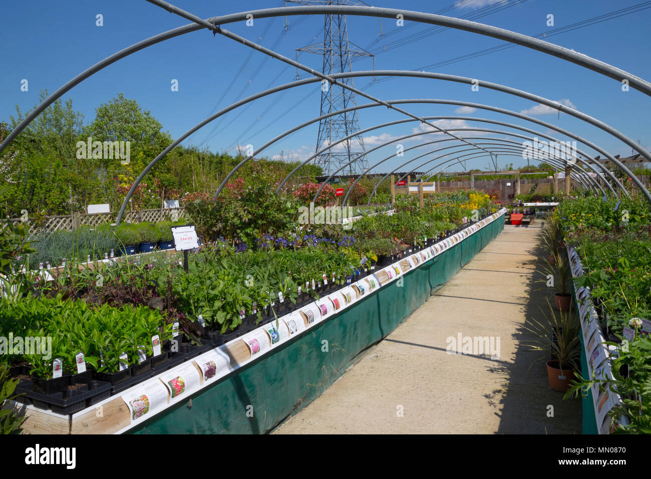 Overview Of Perennial Plants For Sale At A Garden Nursery Stock