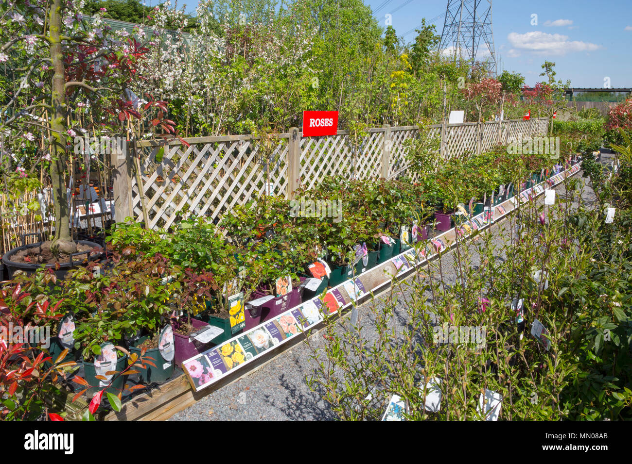 Overview Of Roses For Sale At A Garden Nursery Stock Photo