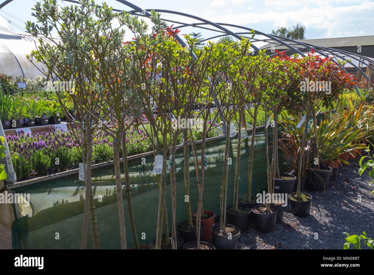 A Selection Of Small Trees For Sale At A Garden Nursery Stock