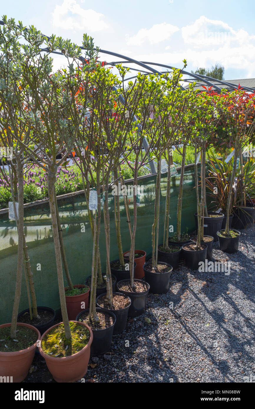 A Selection Of Small Trees For Sale At A Garden Nursery Stock