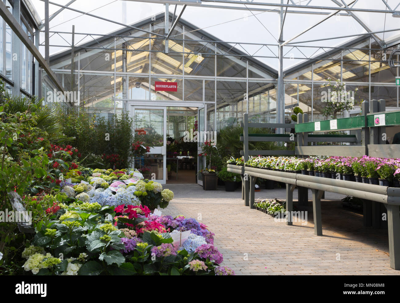 Selection of Perennials and Hydrangeas on display in a greenhouse at a