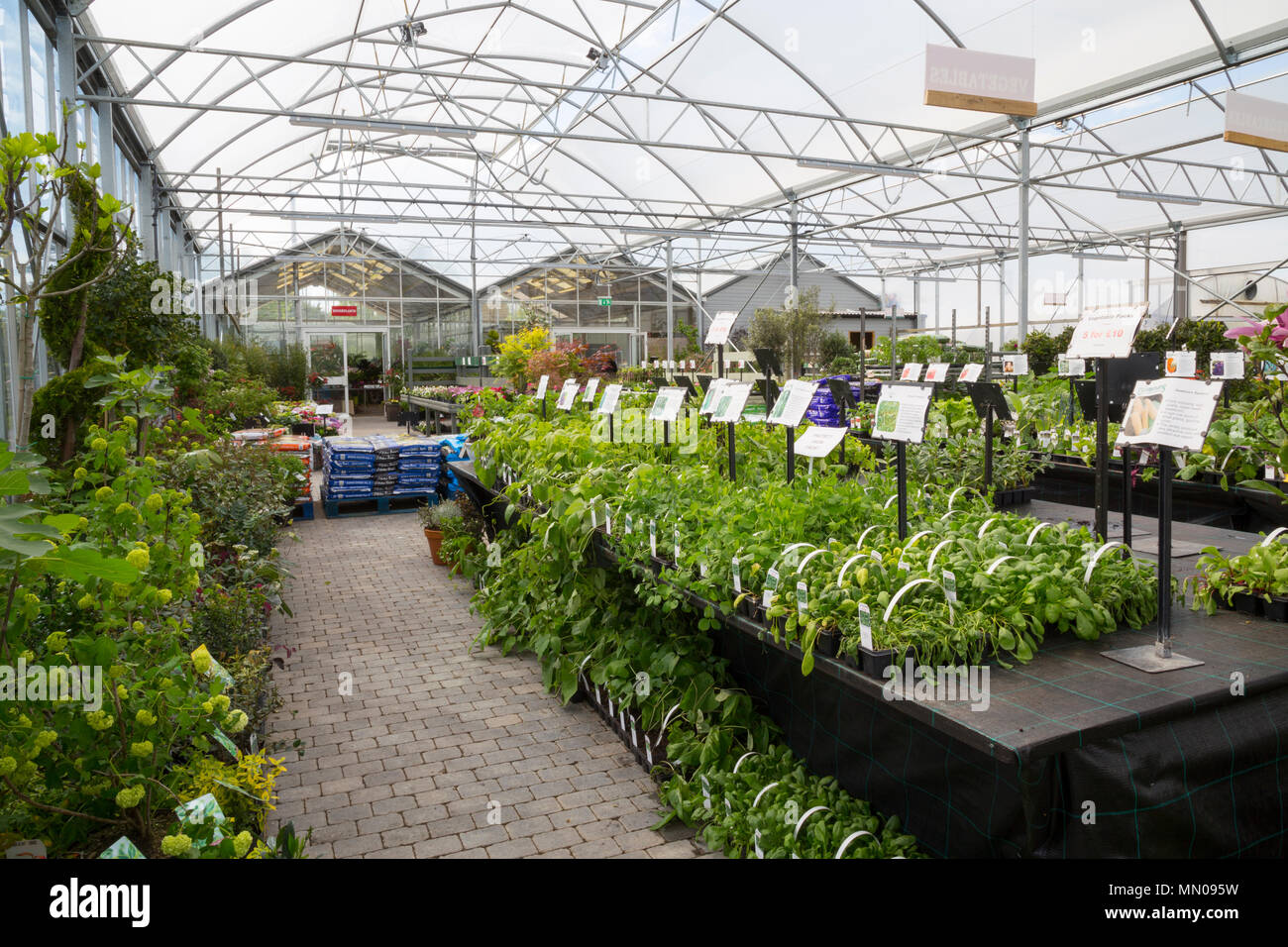 Vegetable plants garden centre hi-res stock photography and images - Alamy