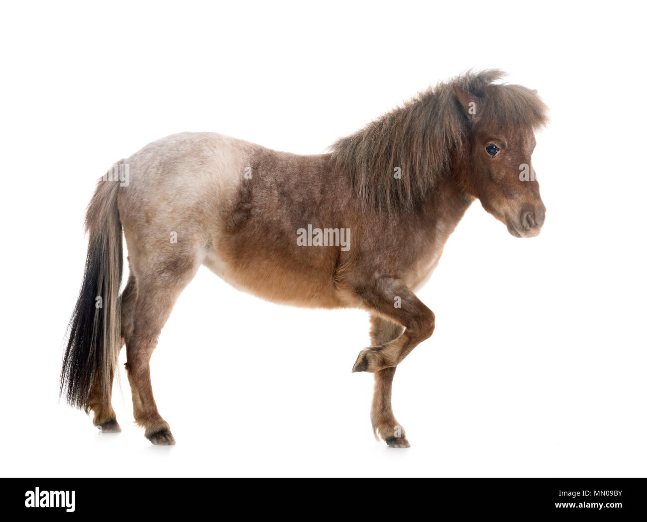 Falabella miniature horse in front of white background Stock Photo