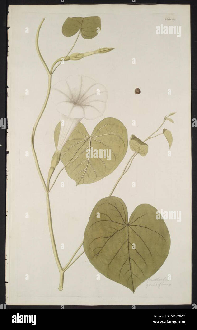 . Illustration of Ipomoea violacea  . 1776. Nikolaus Joseph von Jacquin (1727-1817) Ipomoea violacea illustration Stock Photo