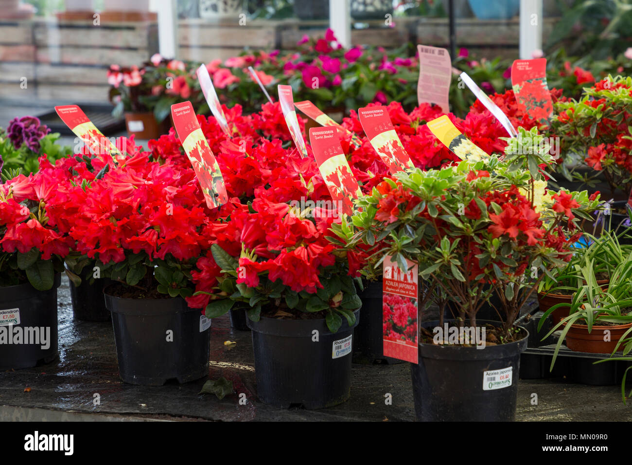 Azaleas 2024 for sale