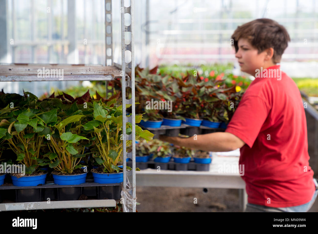 Garden centre staff picking a selection of plants for the main store Stock Photo