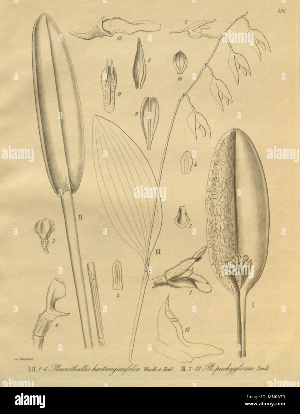 . Illustration of I, II, 1-6. Acianthera chrysantha (as syn. Pleurothallis hartwegiifolia (Kew list spelling) or Pl. hartwegiaefolia (Kränzlin's spelling)) III, 7-13. Stelis pachyglossa (as syn. Pleurothallis pachyglossa)  . 1900. Friedrich Wilhelm Ludwig Kränzlin (1847-1934) and  Heinrich Gustav Reichenbach  (1824–1889)      Alternative names Rchb.f.  Description German-Saxon botanist, pteridologist, ornithologist and university teacher  Date of birth/death 3 January 1824 6 May 1889  Location of birth/death Dresden Hamburg  Work location Leipzig  Authority control  : Q62820 VIAF:?77066171 ISN Stock Photo