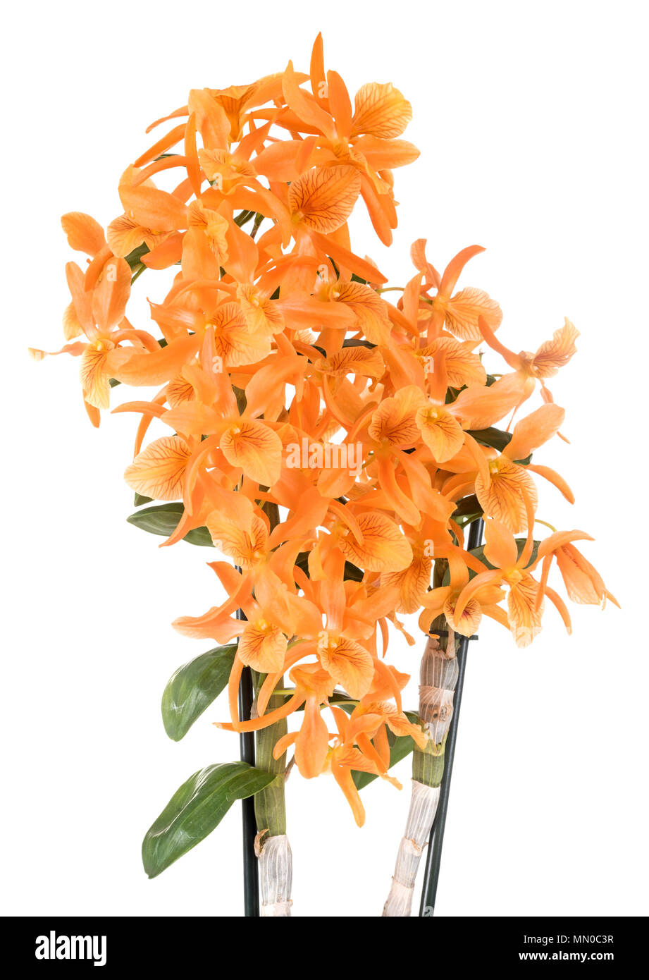orange Dendrobium in front of white background Stock Photo - Alamy