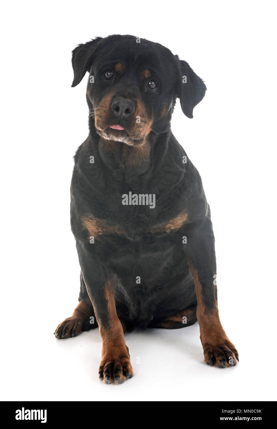 adult rottweiler in front of white background Stock Photo - Alamy