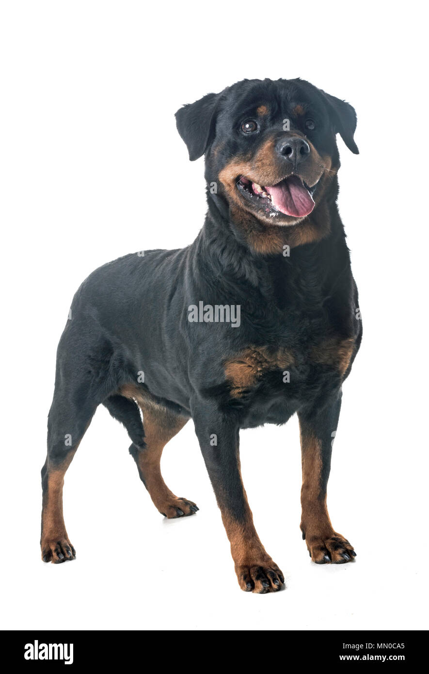 adult rottweiler in front of white background Stock Photo - Alamy