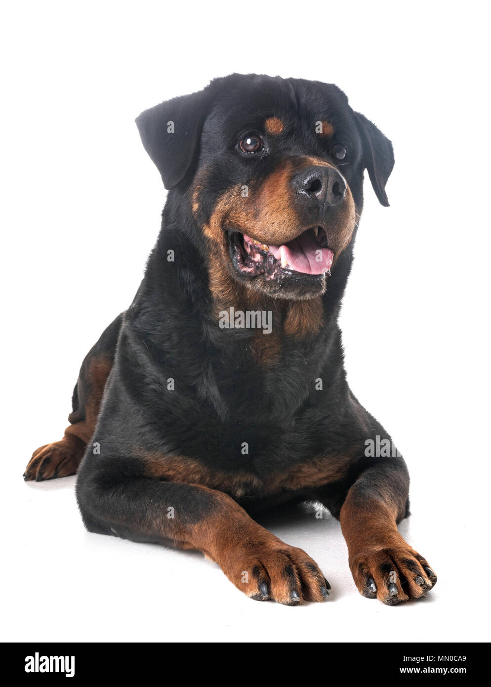 adult rottweiler in front of white background Stock Photo - Alamy