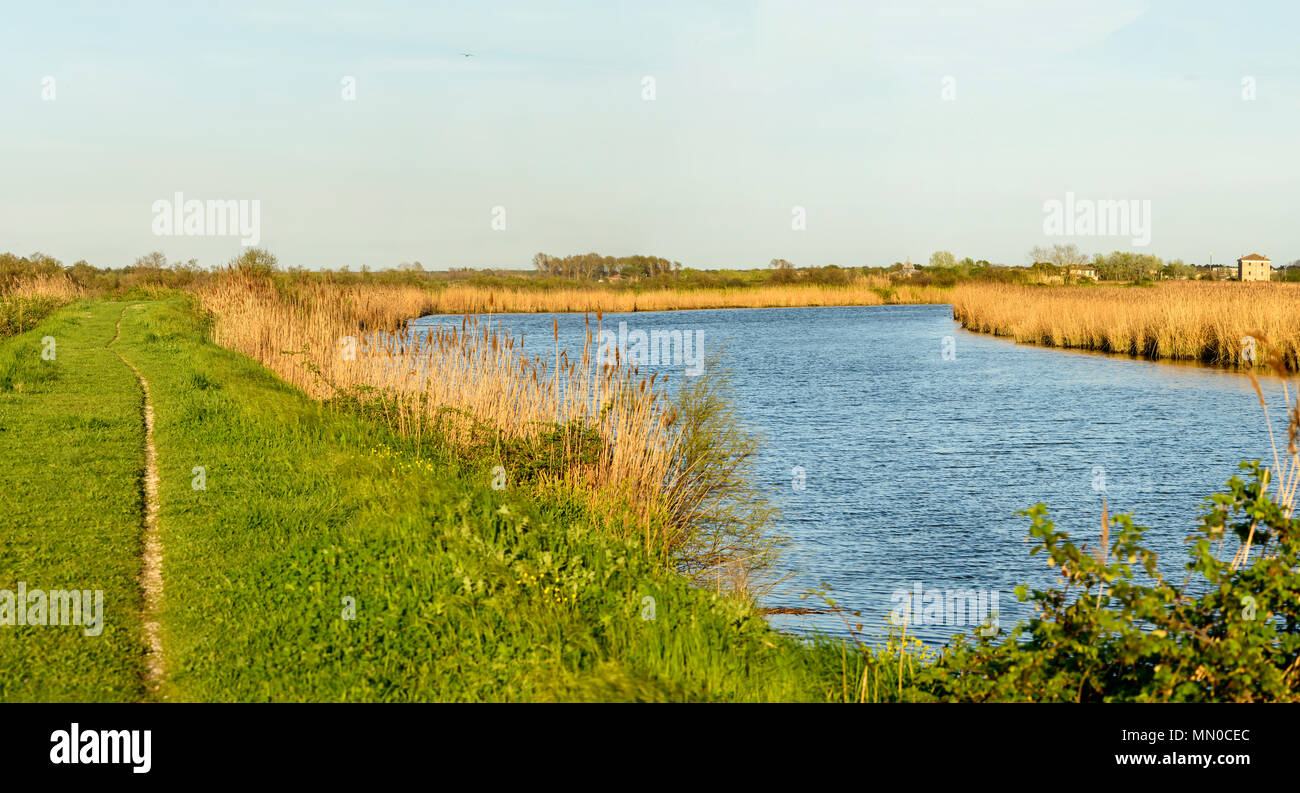 panoramic landscape  of lagoon gren dams and reeds, shot in bright spring sun light at nature oasis, Cannavie, Volano, Ferrara,  Italy Stock Photo