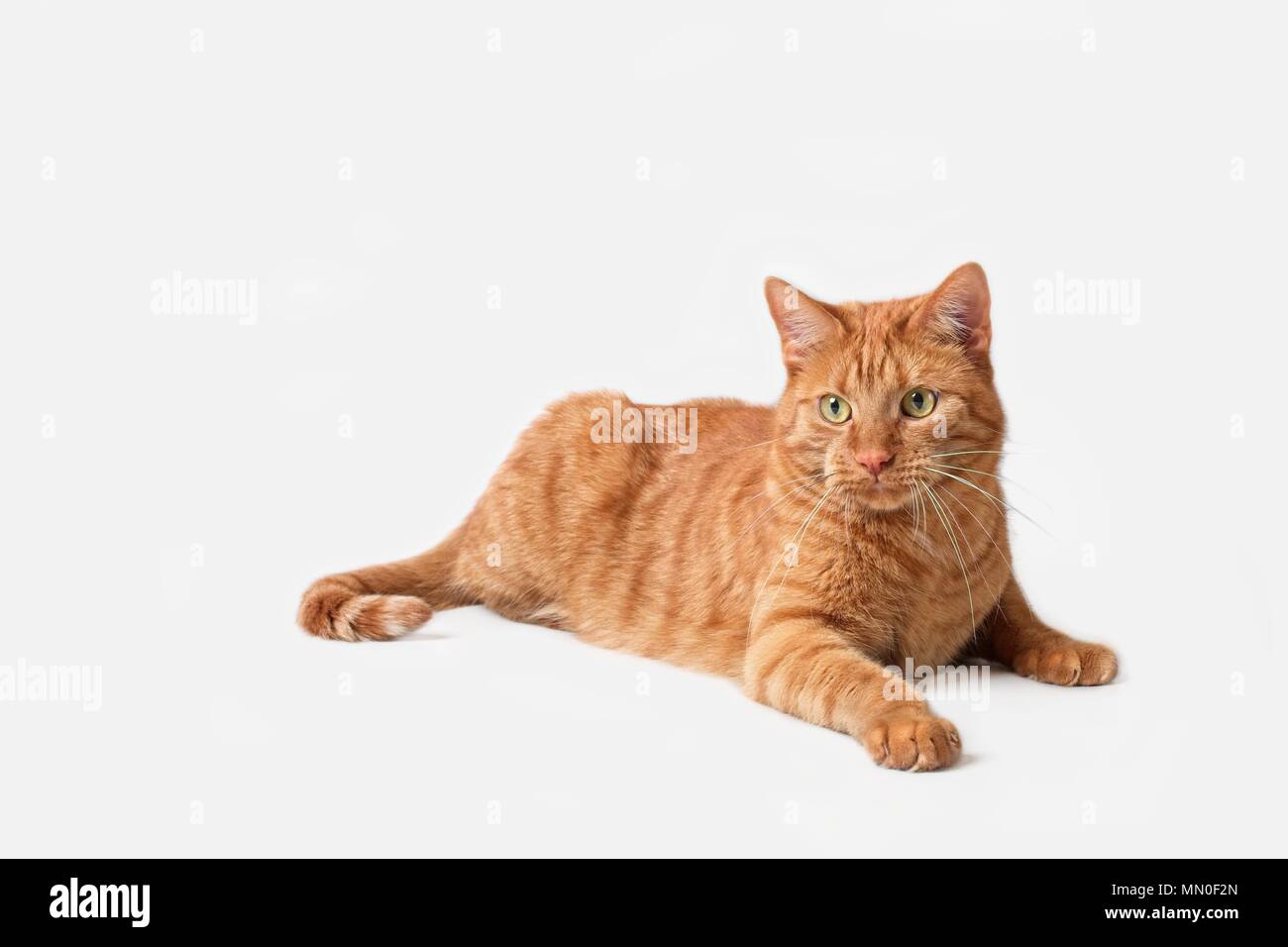 Curious ginger cat lying down - Isolatet on grey Stock Photo