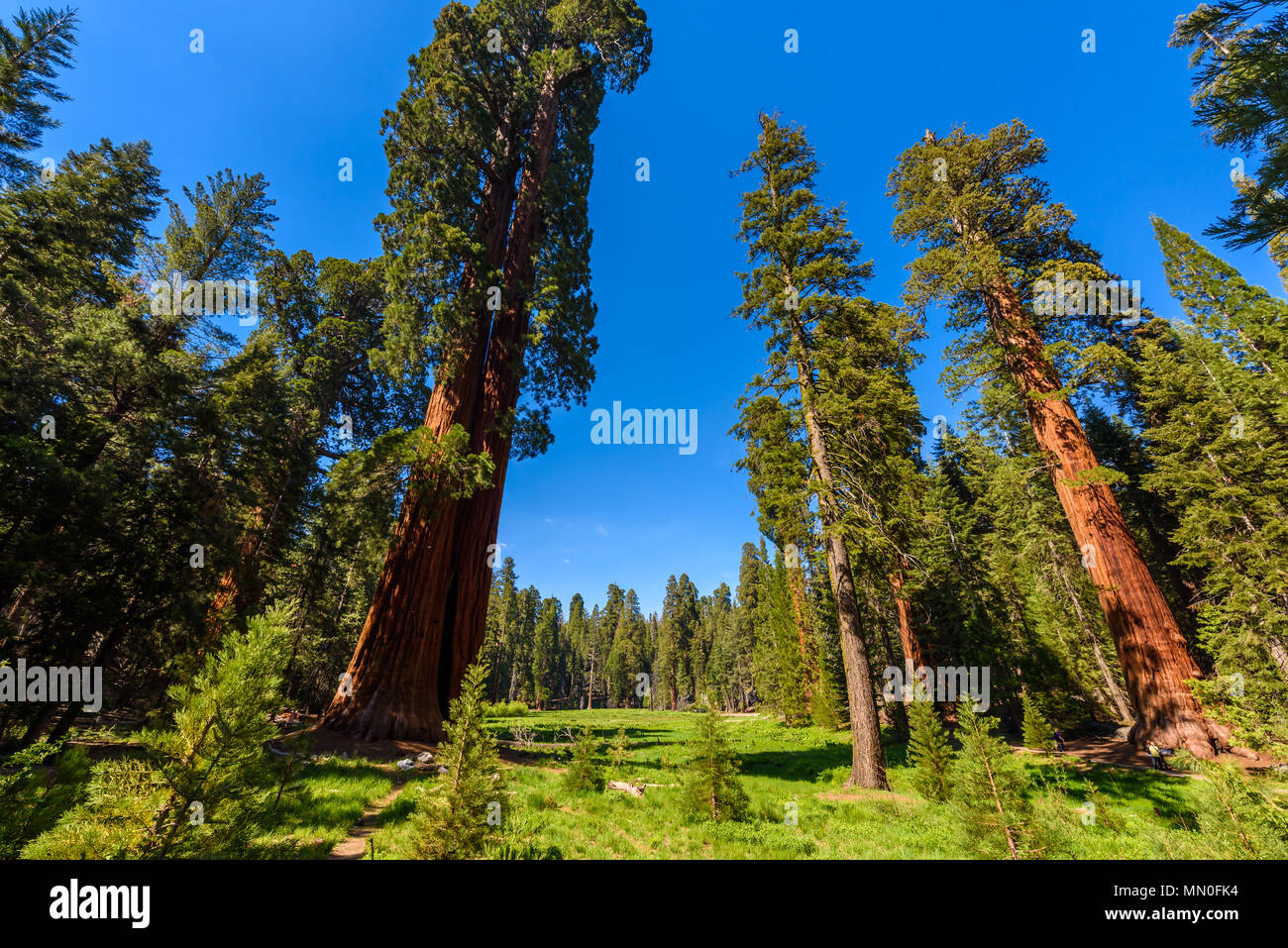 People walking on the Big Trees Trail in Sequoia National Park where