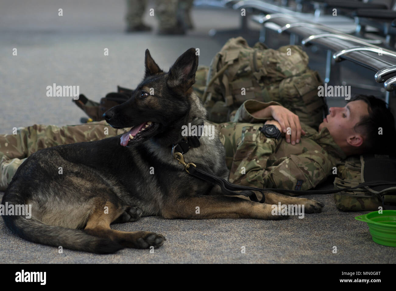 U.K. Royal Air Force Cpl. Craig Roberts, dog handler, Royal Air Force Station Henlow, Bedfordshire, England, rests with his military working dog at Grant County International Airport, Wash., Aug. 3, 2017, in support of Exercise Mobility Guardian. More than 3,000 Airmen, Soldiers, Sailors, Marines and international partners converged on the state of Washington in support of Mobility Guardian. The exercise is intended to test the abilities of the Mobility Air Forces to execute rapid global mobility missions in dynamic, contested environments. Mobility Guardian is Air Mobility Command's premier e Stock Photo