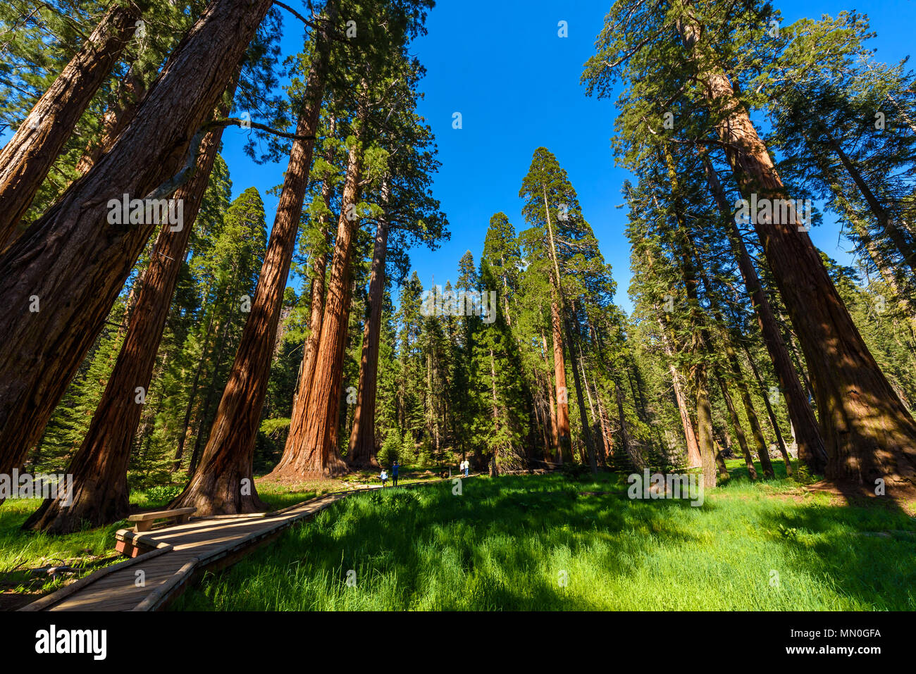 People walking on the Big Trees Trail in Sequoia National Park where