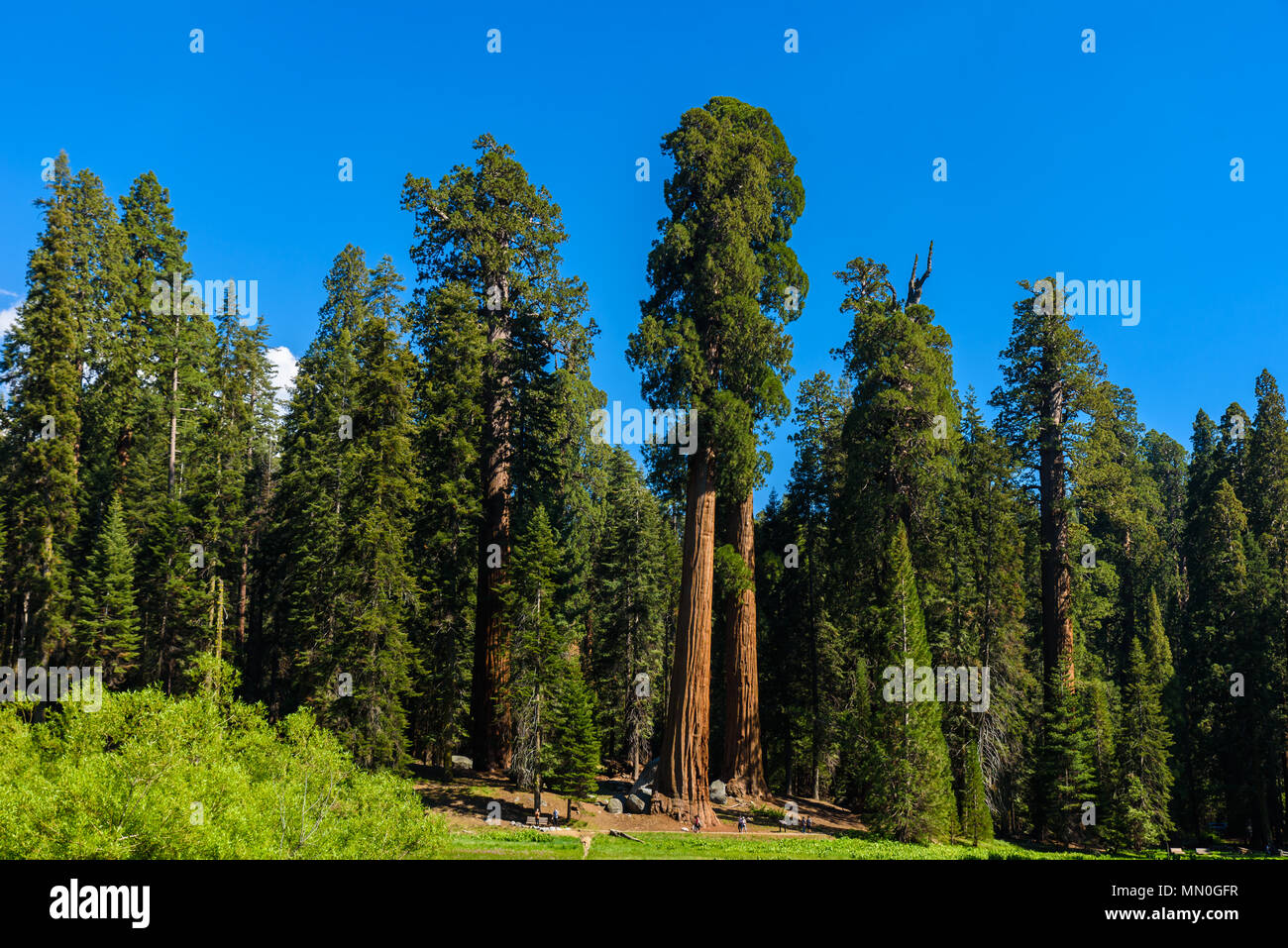 People walking on the Big Trees Trail in Sequoia National Park where