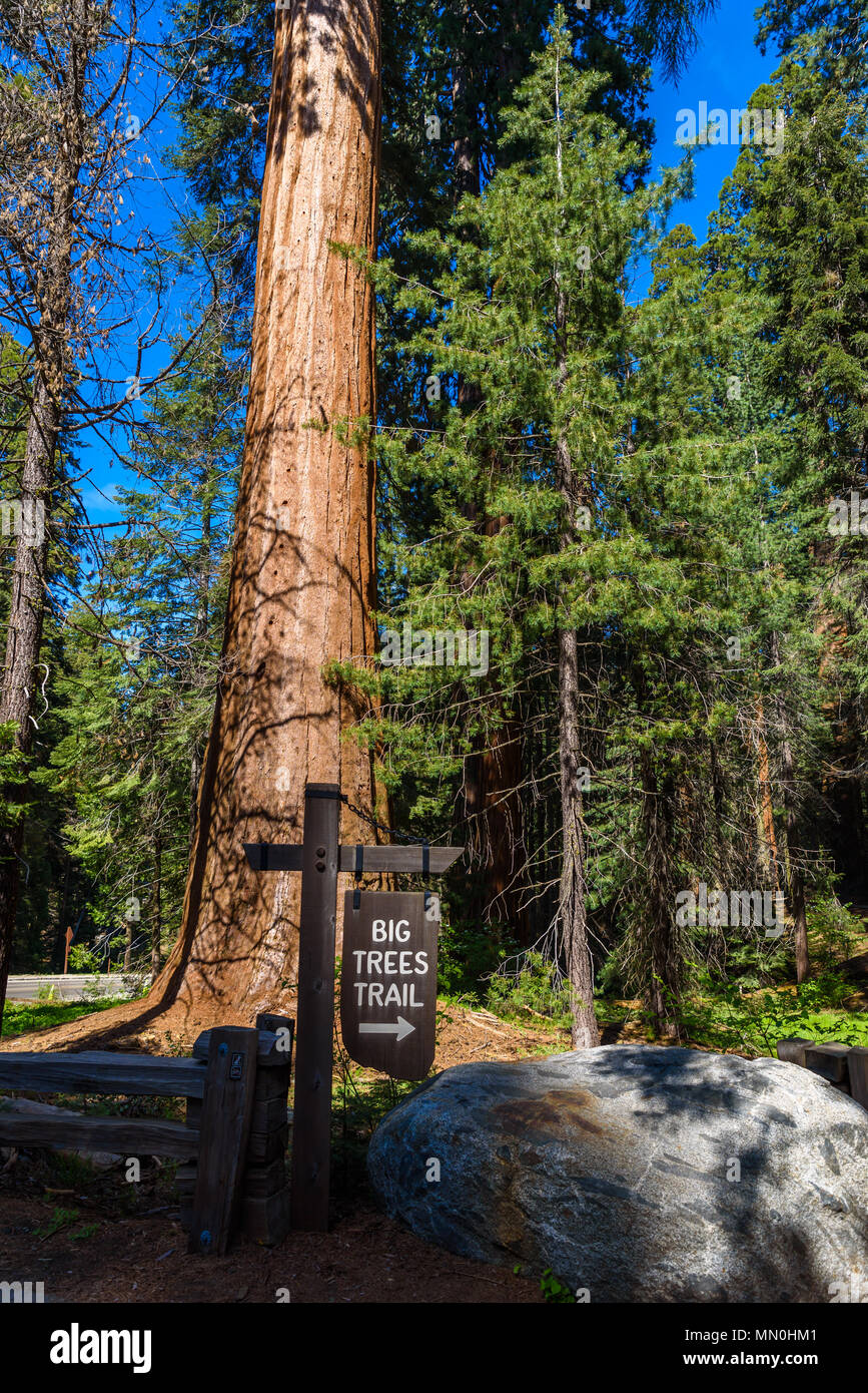 Beautiful scenery on the Big Trees Trail in Sequoia National Park where ...