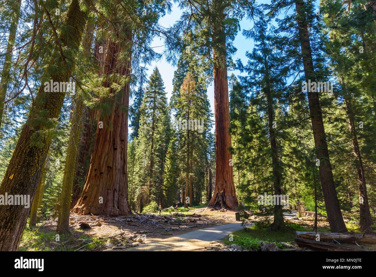 sequoia big trees trail