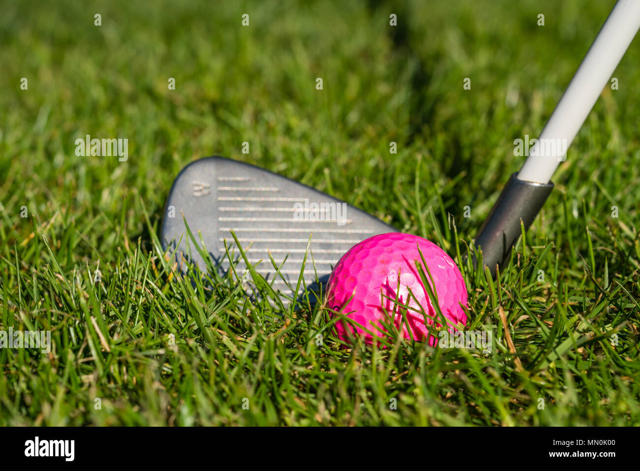 A golf club behind a pink golf ball Stock Photo