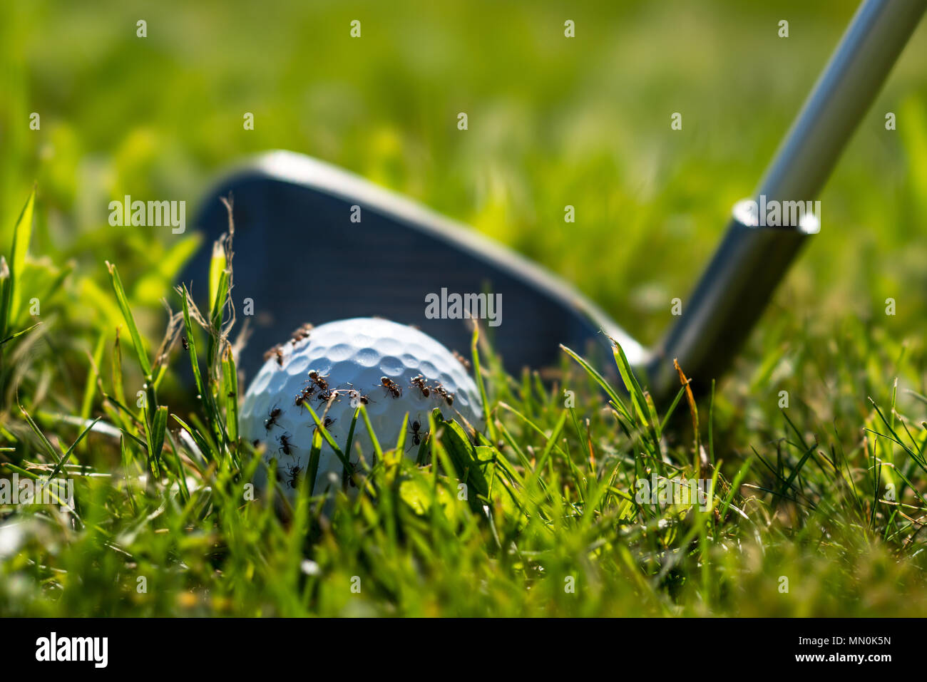 Ants on a golf ball and a golf club behind Stock Photo