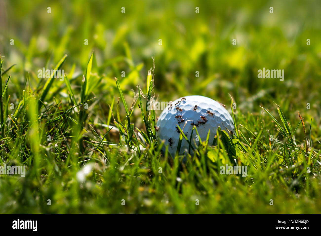 Ants on a golf ball Stock Photo