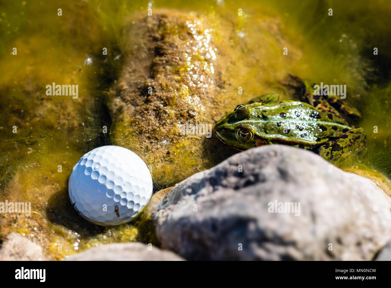 A frog and a golf ball Stock Photo