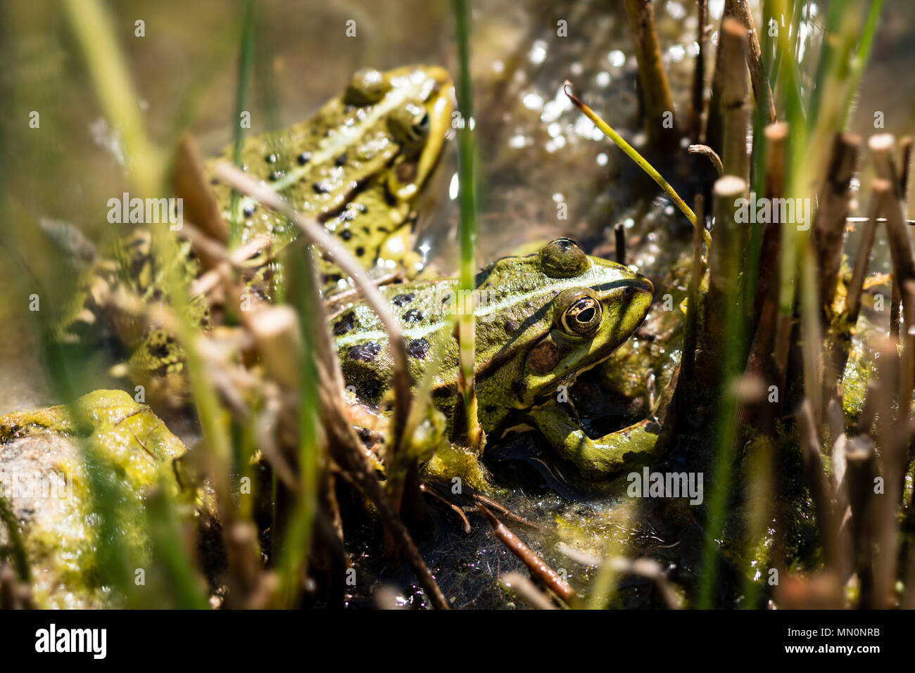 Two frogs in a pond Stock Photo