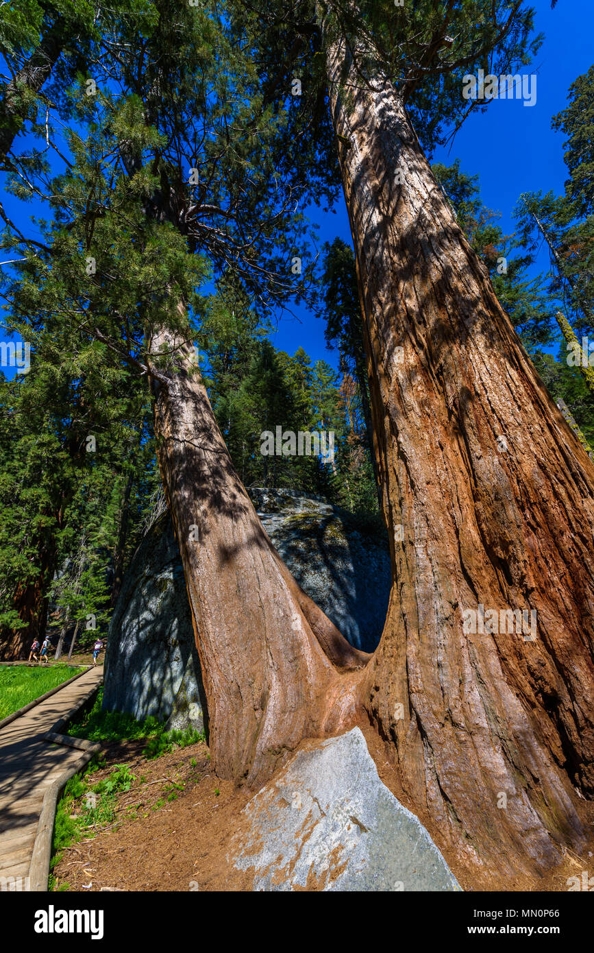 Beautiful scenery on the Big Trees Trail in Sequoia National Park where