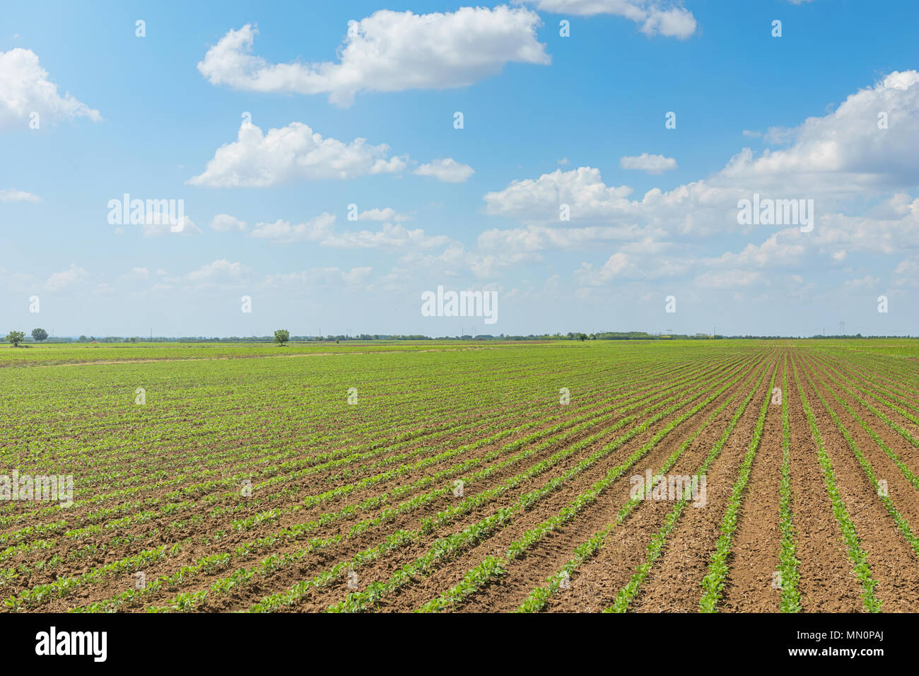 Rows young green soybeans hi-res stock photography and images - Alamy