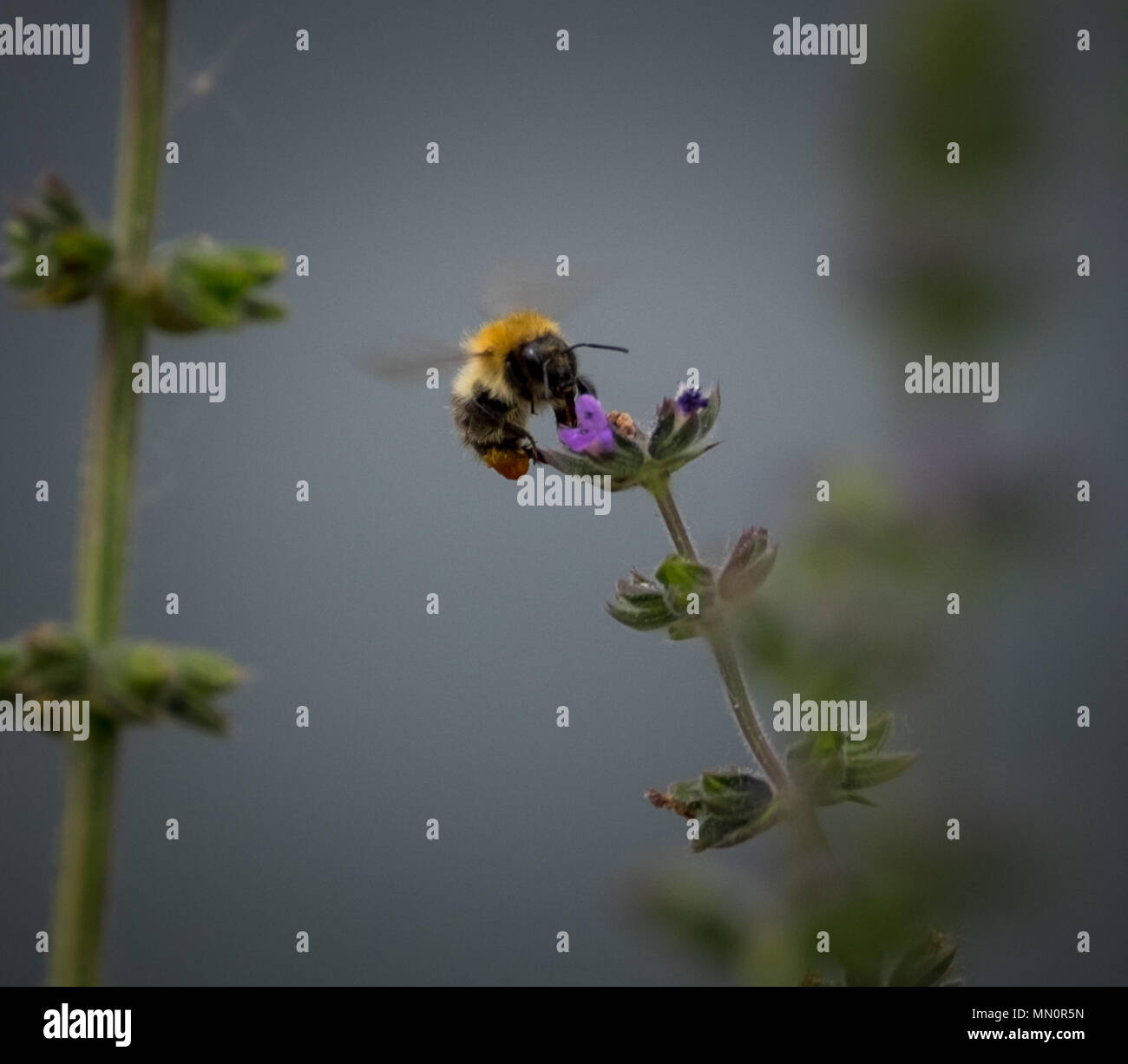 Black pollen sac hi-res stock photography and images - Alamy