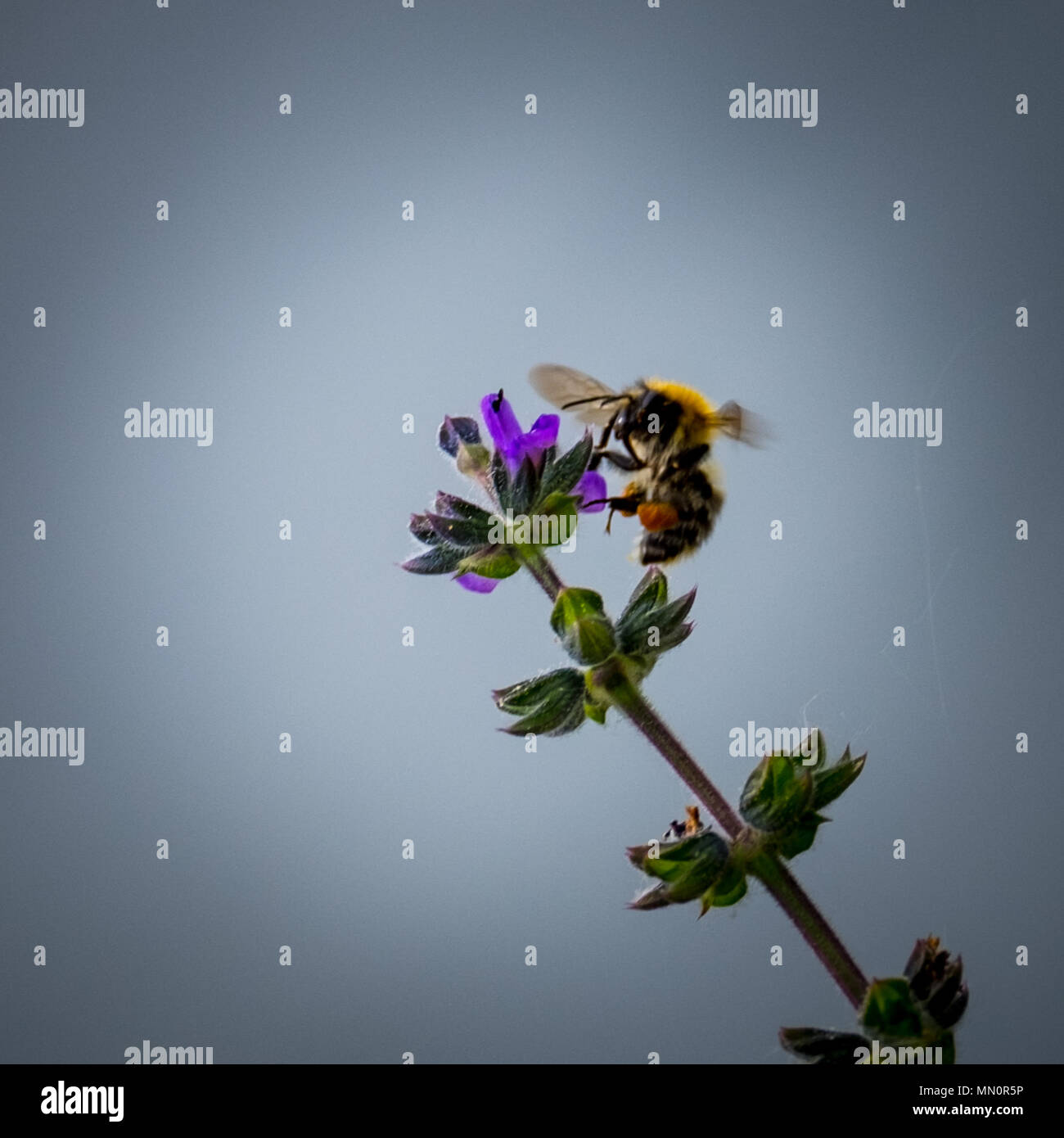 Black pollen sac hi-res stock photography and images - Alamy