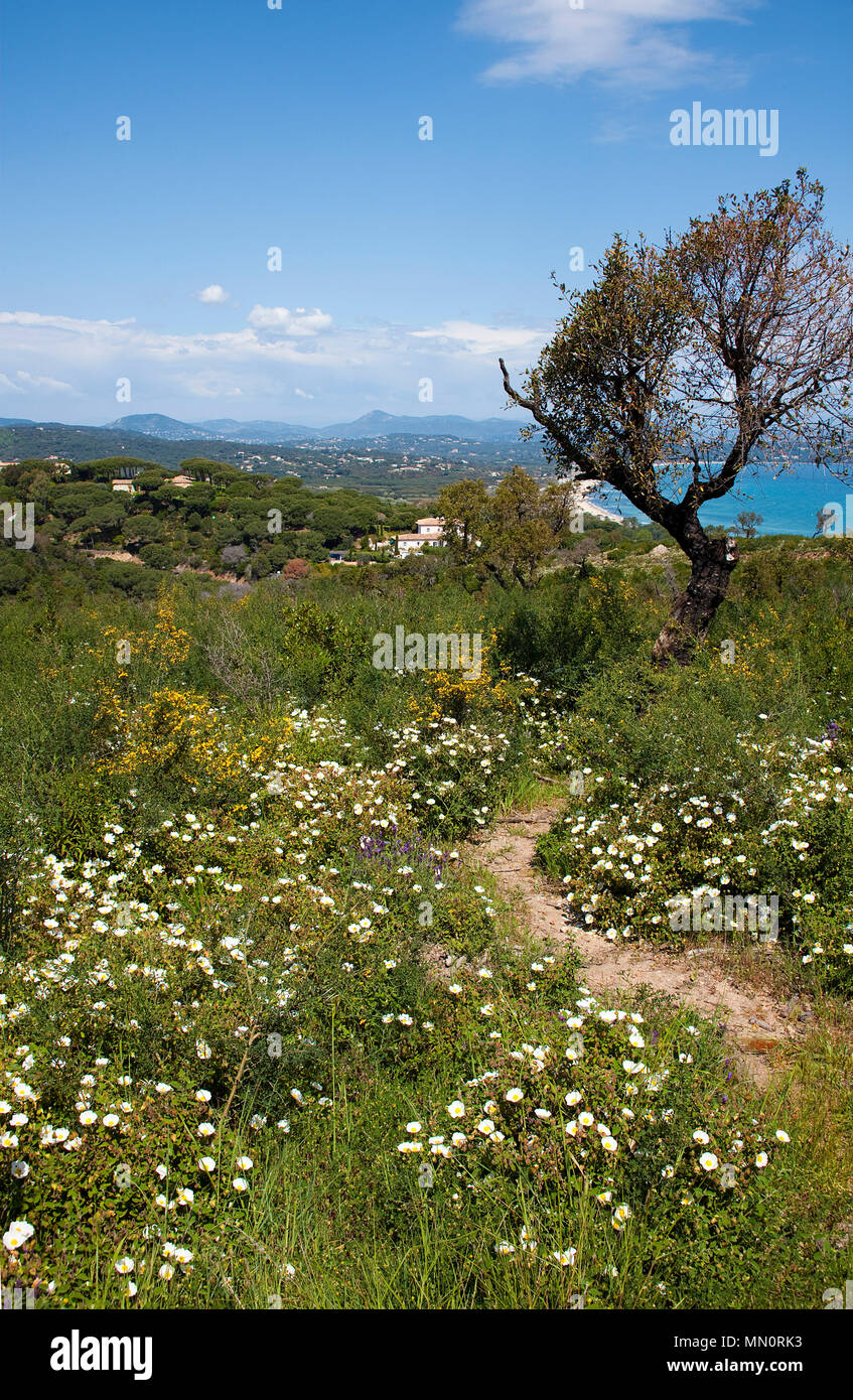 Wild flowers at Cape Camarat, Gulf of Saint-Tropez, Cote d'Azur, Département Var, Provence-Alpes-Côte d’Azur, South France, France, Europe Stock Photo