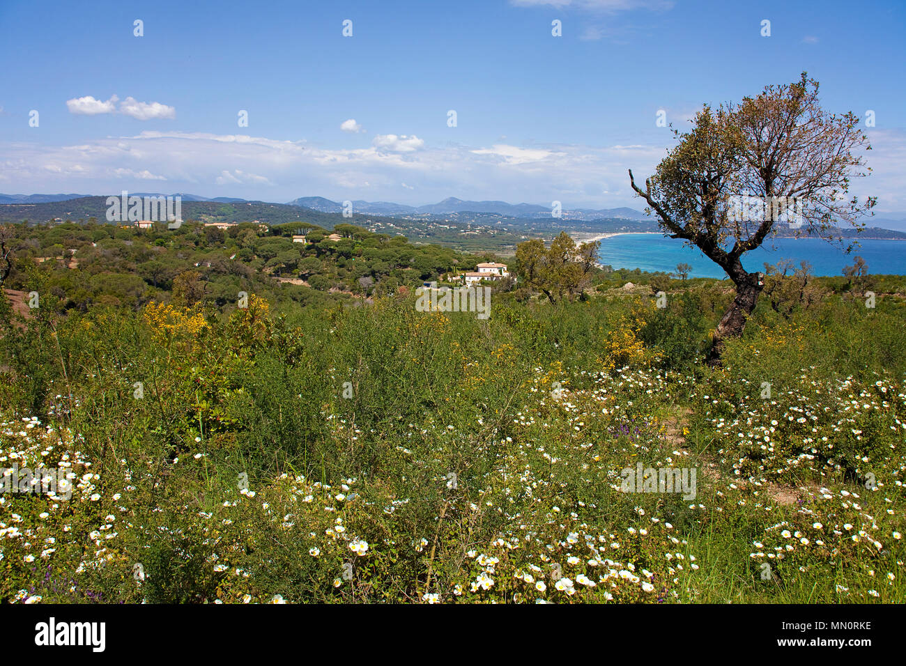 Wildblumen am Cap Camarat, Golf von St. Tropez, Cote d'Azur, Département Var, Provence-Alpes-Côte d’Azur, Suedfrankreich, Frankreich, Europa | Wild fl Stock Photo