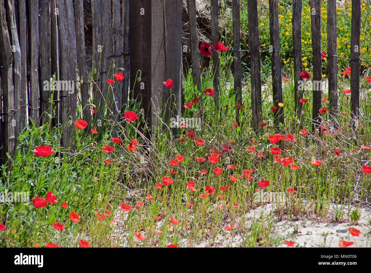 Spring meadow or corn poppy (Papaver rhoeas) at a wooden fence at village Ramatuelle, Cote d'Azur, Département Var, Provence-Alpes-Côte d’Azur, South Stock Photo