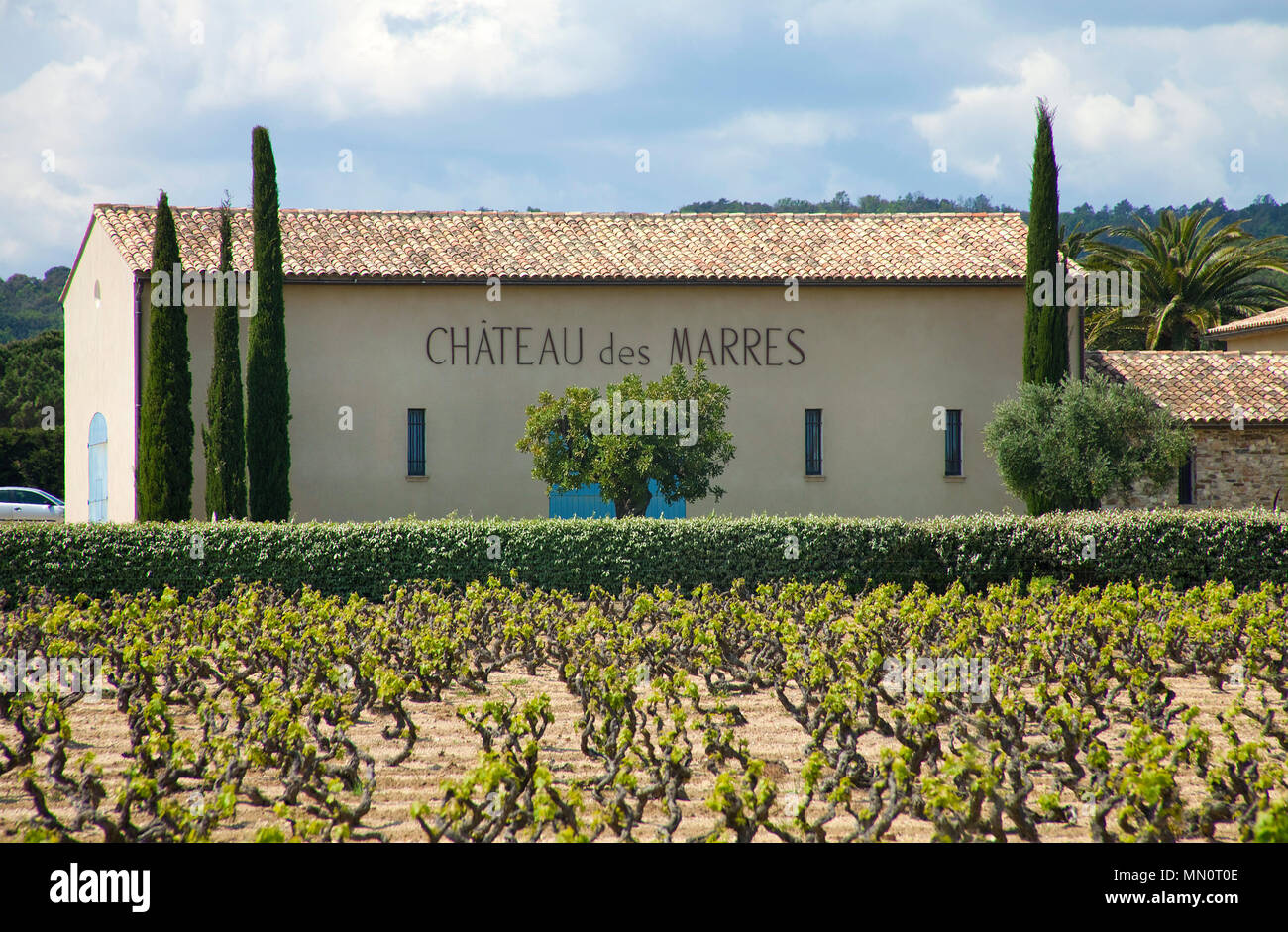 Vineyard 'Chateau des Marres' at Ramatuelle, Cote d'Azur, Département Var, Provence-Alpes-Côte d’Azur, South France, France, Europe Stock Photo