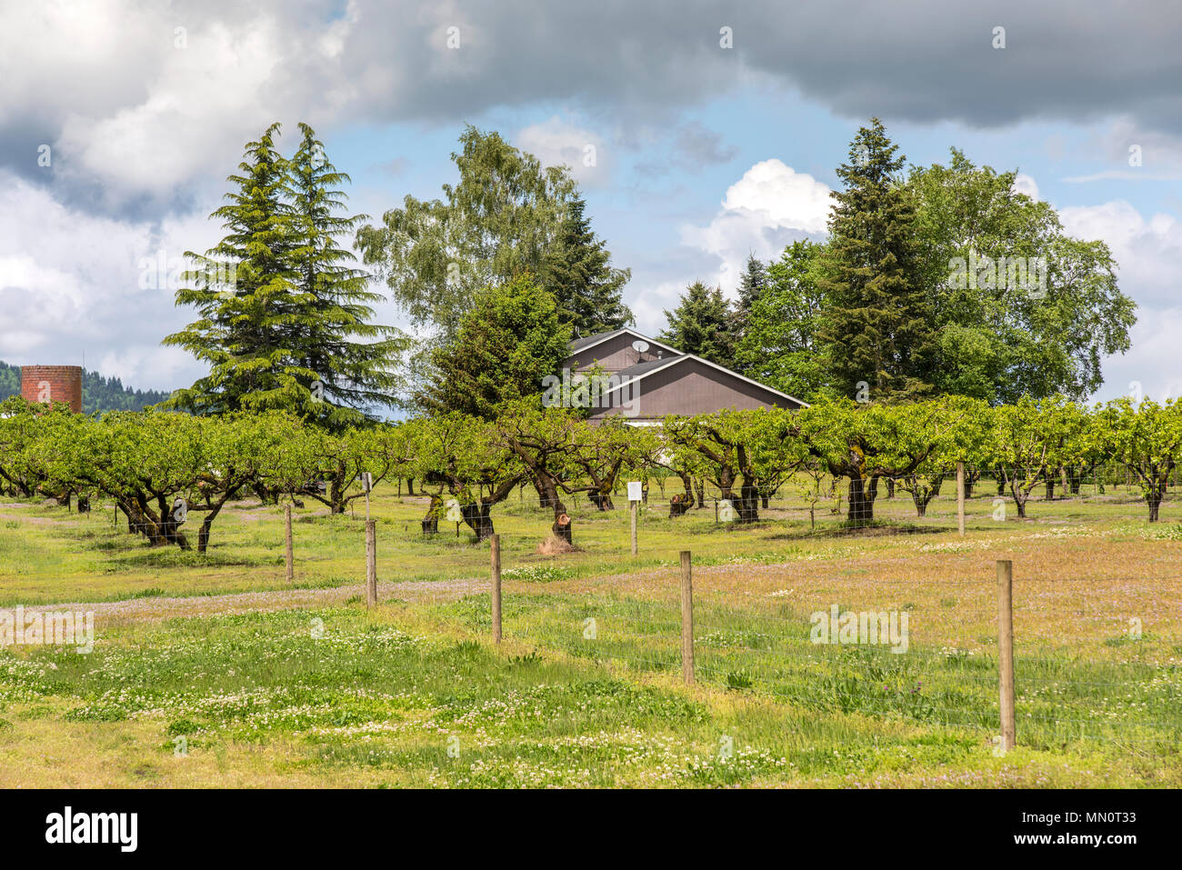 Country living residential home and orchards Sauvie Island OR Stock