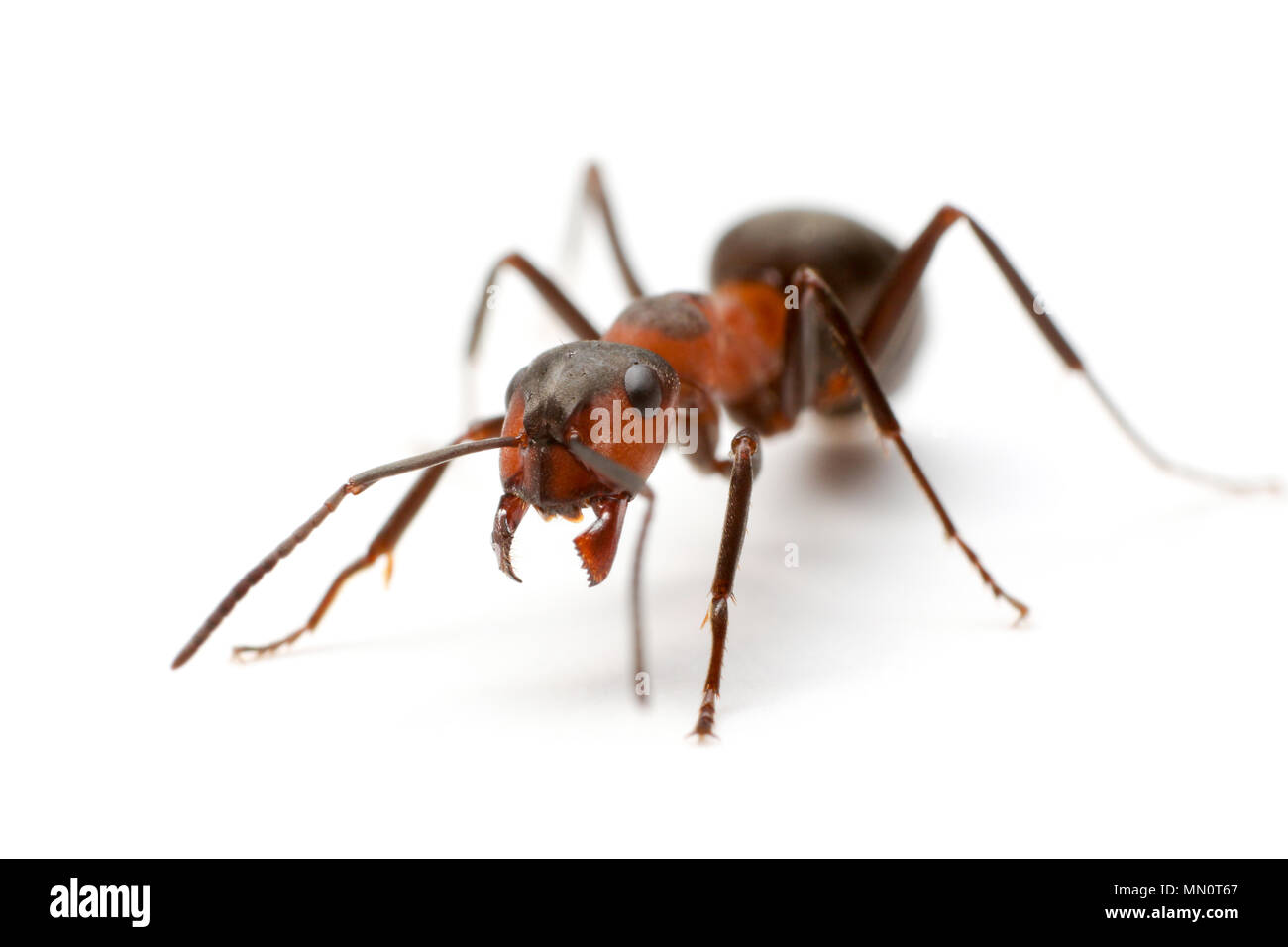 Wood ants spraying formic acid hires stock photography and images Alamy