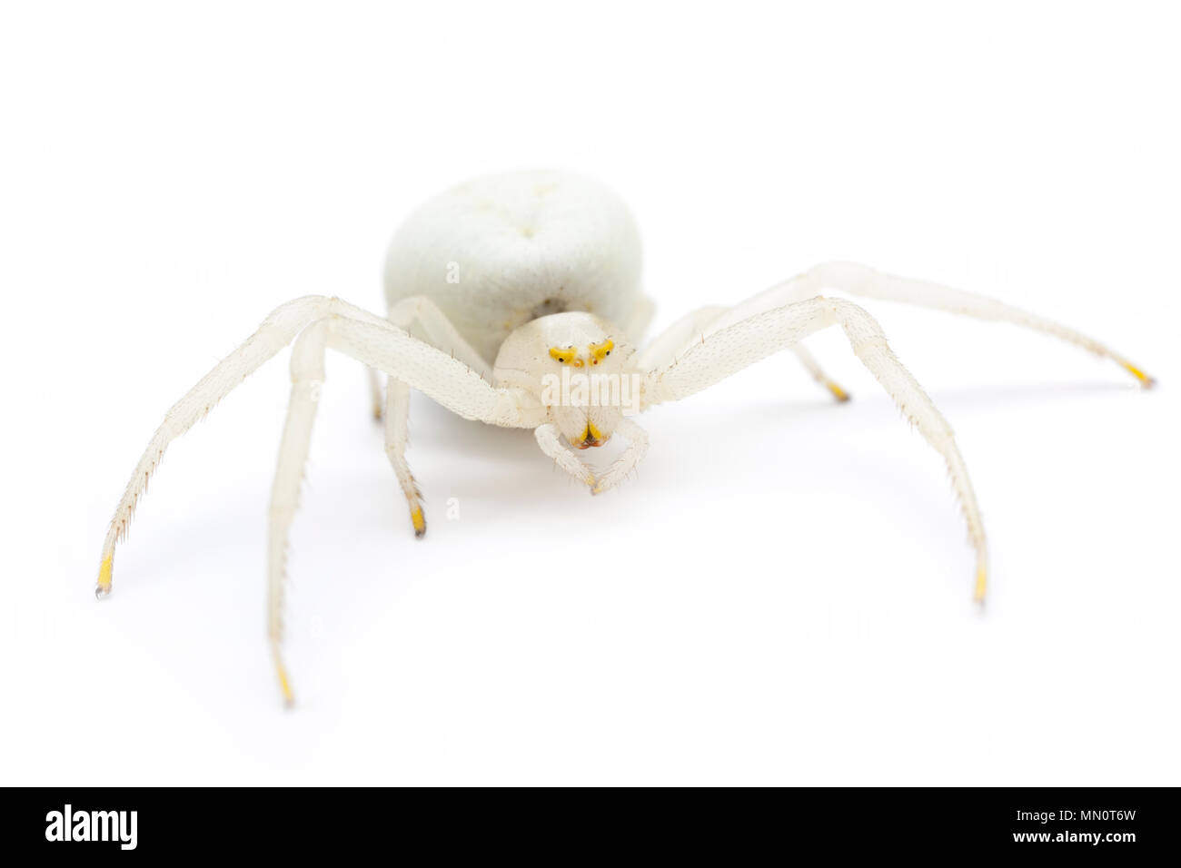 White crab spider uk Cut Out Stock Images & Pictures Alamy